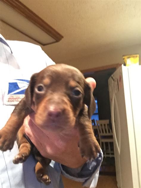 Our puppies are raised in our family home and well socialised with children and other dogs, both parents have very friendly temperaments and. Dachshund Puppies For Sale | Newcomerstown, OH #288896