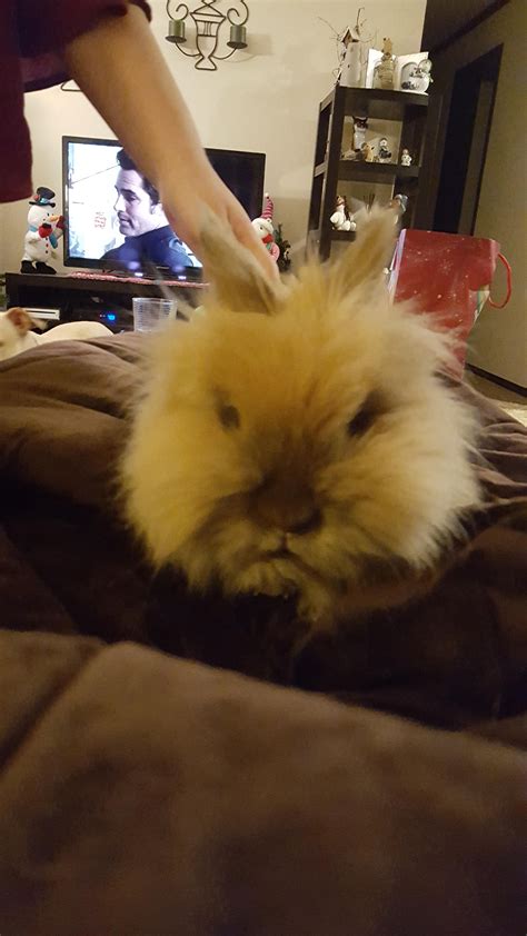 English cream golden boy (bringing home in july). His names chewbacca for a reason | Pet rabbit, Chewbacca ...