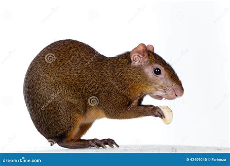 Central American Agouti On White Stock Image Image Of Good Brown