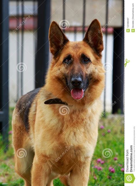 Dog Breed German Shepherd Stock Image Image Of Open 122486497