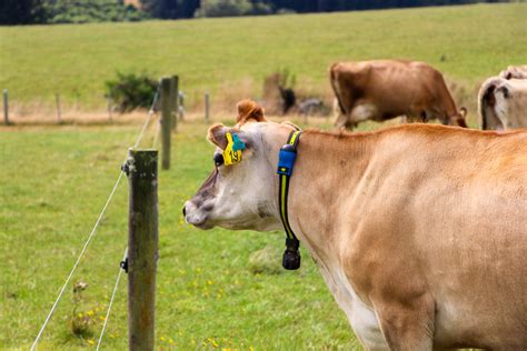 Managing Your Transition Cows With Collar Technology Vetlife