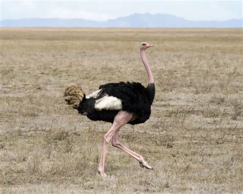 Ostrich Facts Diet Habitat And Pictures On Animaliabio