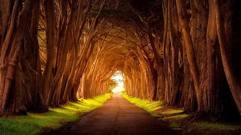 Hd Wallpaper Tree Light Pathway Sunlight Forest Path Sky