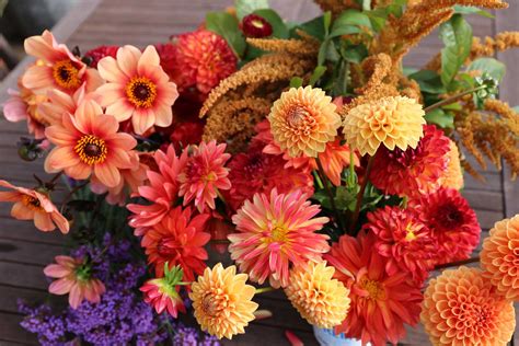 It makes sense that florists keep their flowers inside a large refrigerator. 8 Tips for Growing Better Dahlias - Longfield Gardens