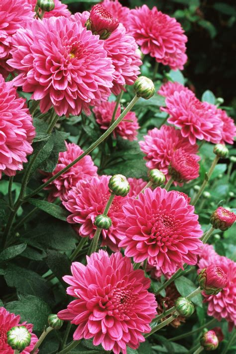 20 Flowers You Should Have In Your Fall Garden Autumn