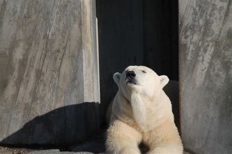 Free Images Zoo Mammal Rest Fauna Polar Bear Vertebrate Giant