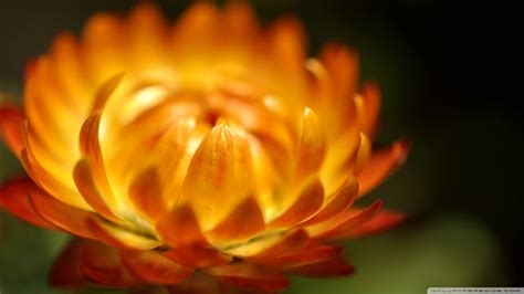 3840x2160 Resolution Orange Petaled Flower Flowers Plants Macro Hd