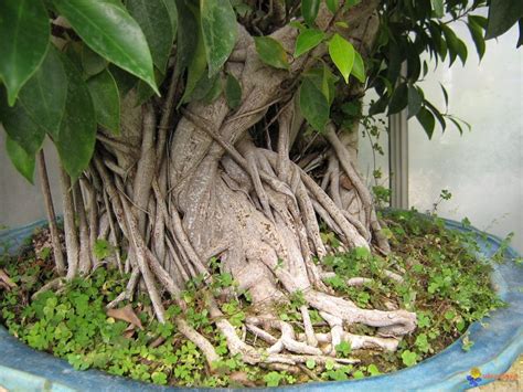 Ficus is a large genus that includes over 100 species and is a member of the fig family (_ficus carica_). Ficus roots (With images) | Ficus benjamina, Indoor trees ...