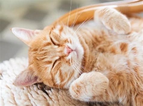 How can you tell if a cat is happy? Is My Cat Happy?