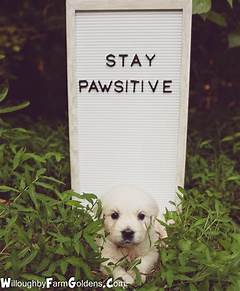 Paws Itive Parenting Embrace The Joys Of Pet Ownership On Craigslist Wilmington Nc