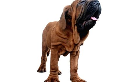 Korean Mastiff Dog Breed Information Dogexpress