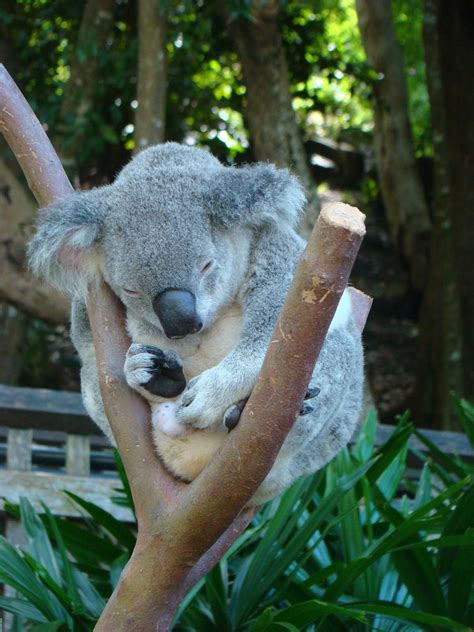 Mezze Moments Cuddling Koalas