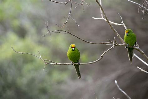 Yellow Crowned Parakeet Kākāriki New Zealand Birds Online
