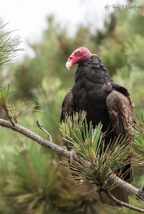 Top 25 Birds That Scavenge Focusing On Wildlife Scavenger Animals