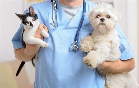 What You Should Know About Spayingneutering Your Pet Shallowford