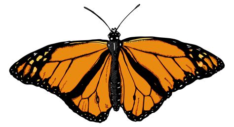 Monarch Butterfly Illustration Clipart Best Clipart Best