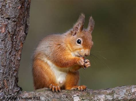 A Red Squirrel Keeping One Eye On The Photographer Whilst Eating A Pine