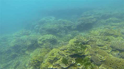 What Does Healthy Coral Reef Look Like Wildlife In The Balance