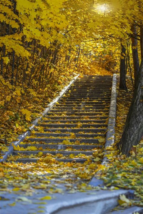 Lonely Old Stone Stairway In Empty Autumn Park Under Leaves Fall