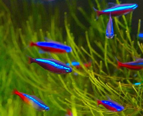 7 Striking Examples Of Blue Tropical Fish With Pictures