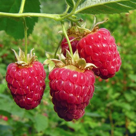 How To Grow Raspberry Bushes