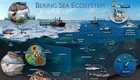 Understanding Bering Sea Marine Ecosystems Adapt Alaska