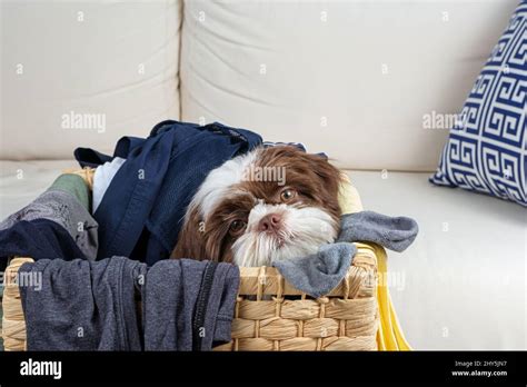 4 Month Old Shih Tzu Puppy Inside A Laundry Basket Stock Photo Alamy