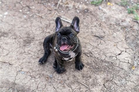 All puppies have been reserved. Brindle French Bulldog Puppy Stock Image - Image of friend ...