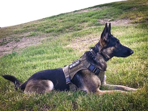 Military Molle Dog K9 Harness Police Tactical German Shepherd Vest