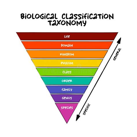 Biological Classification Taxonomy Rank Relative Level Of A Group Of