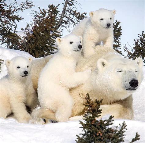 List 104 Wallpaper Pictures Of A Polar Bear Stunning