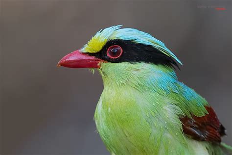 Tips For Shooting Stunning Bird Close Up Photos Photographyaxis