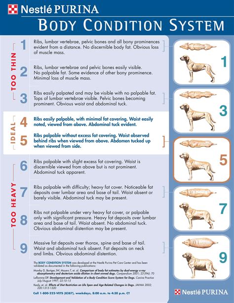 Body Condition Score Chart Canine The Pet Hospitals