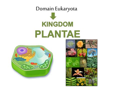 Ppt Biological Kingdoms Powerpoint Presentation Free Download Id