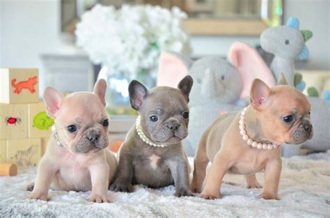 French Bulldog Breeders In Florida Find Adorable Frenchies For Sale