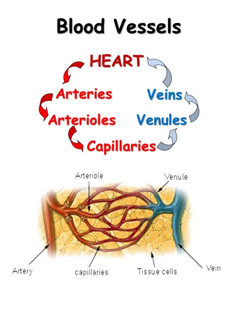 A blood vessel is any of the tubular channels that convey blood throughout the body, whether arteries (including threadlike arterioles) that convey blood away from the heart, veins (including threadlike venules) that convey blood toward the heart, or the tiny capillaries that connect arterioles and venules. Circulatory System - Presentation Biology