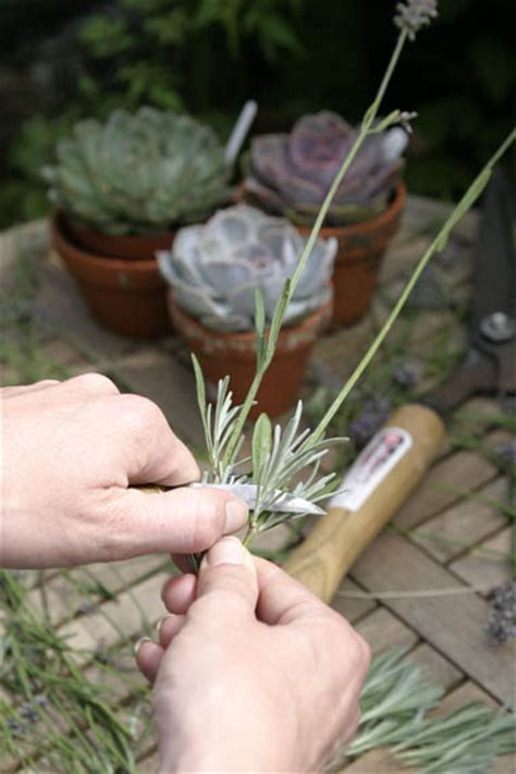 See full list on wikihow.com How to take lavender cuttings - Amateur Gardening