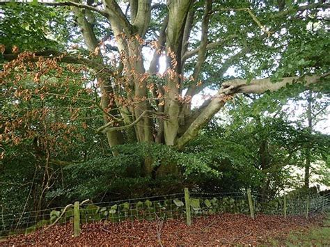 Dedicate A Veteran Tree At Our Dowgill Grange Nature Reserve