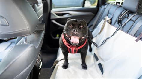 Dana Perinos Dog Jasper Has Sadly Passed Away Petsradar