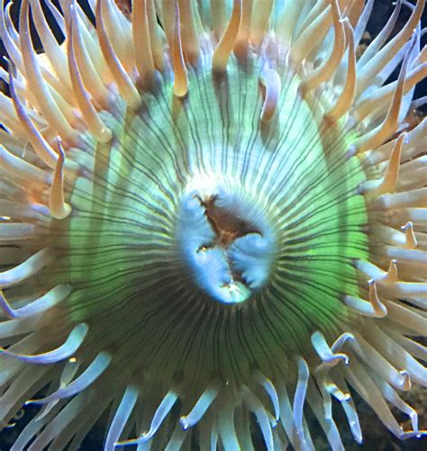 Fascinating Facts About Sea Anemones You Never Knew