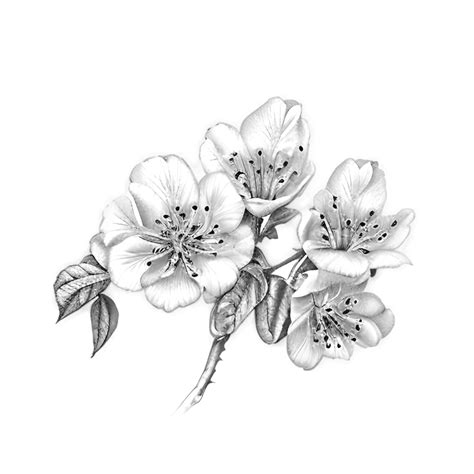 Apple Blossom Line Art Illustration · Creative Fabrica