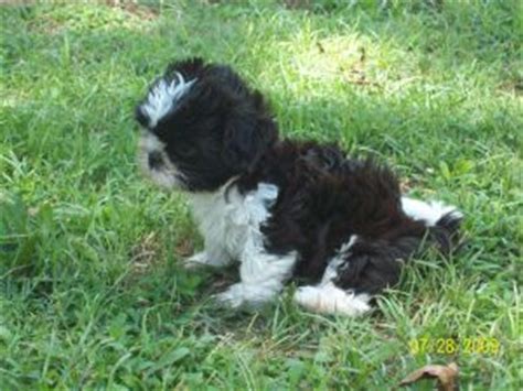 If you happen to be a resident of oklahoma and want to join in on the fun, browse through the following ads of puppies for sale in your state. Shih Tzu Puppies in Oklahoma
