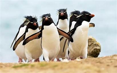 Rockhopper Penguins Southern Penguin Pingueinos Px Crested