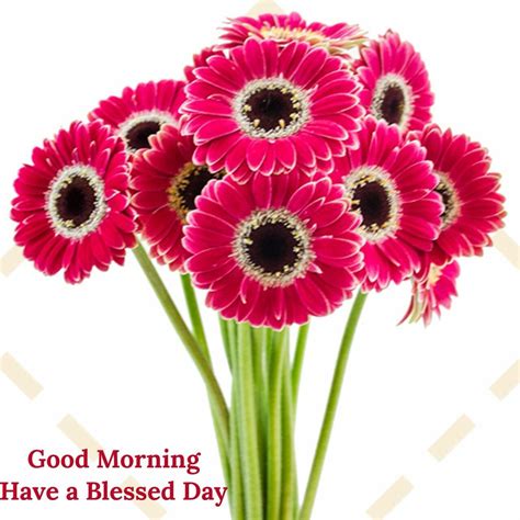 Pin by aa on gòod morning | Good morning, Good morning beautiful, Morning flowers