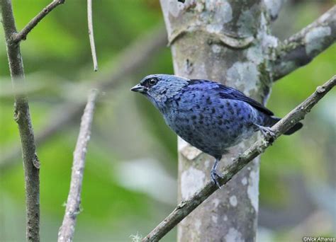 Blue And Black Tanager Alchetron The Free Social Encyclopedia
