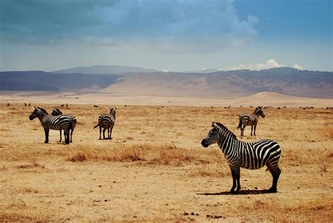 Free Stock Photo Of Africa Safari Serengeti