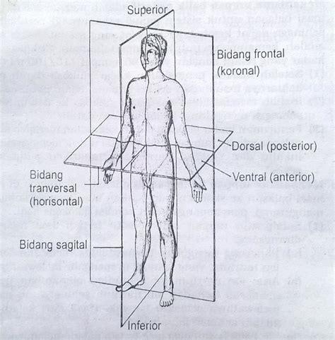 Istilah Dalam Anatomi Pembagian Bidang Tubuh Anatomi Fisiologi Sexiz Pix
