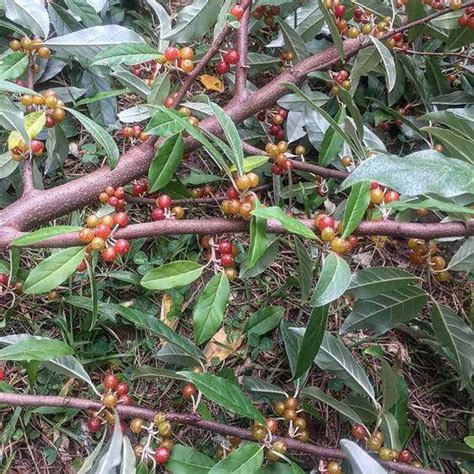 They are ripe from september through late october. Learn to Identify Amazing Autumn Olive with Jam Recipe ...