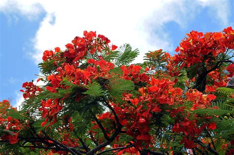 Flamboyant Red Flowering Tree Photograph By Lorrie Morrison Fine Art
