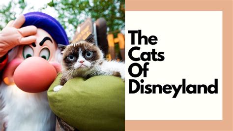 The Feral Cats Of Disneyland Youtube